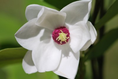 Magnolia wilsonii - šácholan Wilsonův - detail květu